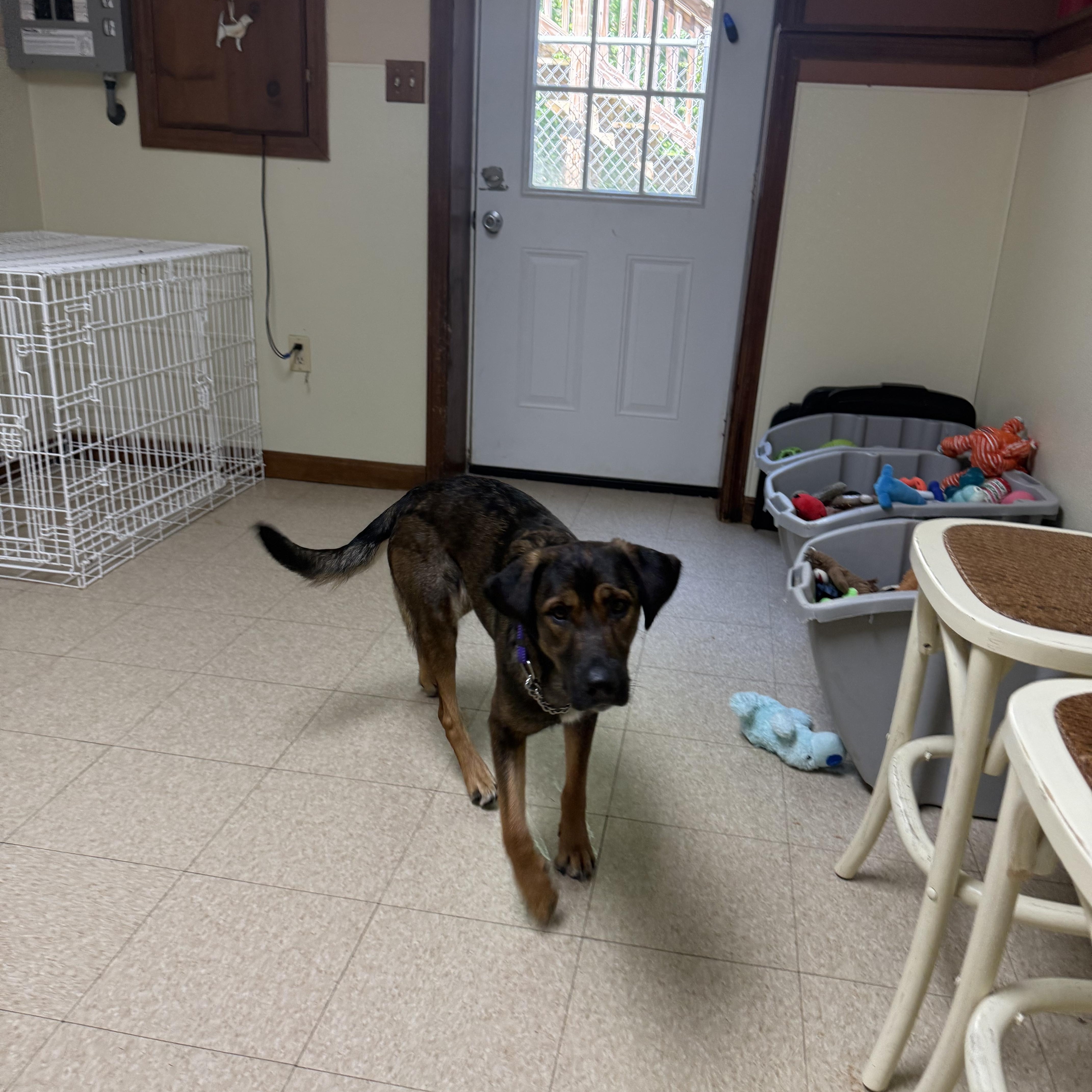 Rosie, an adoptable mixed breed in Douglas, MA image 3/6