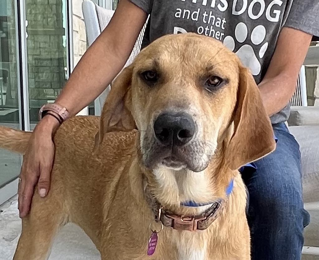 Cadbury, Adoptable, Young Female Hound & Terrier.