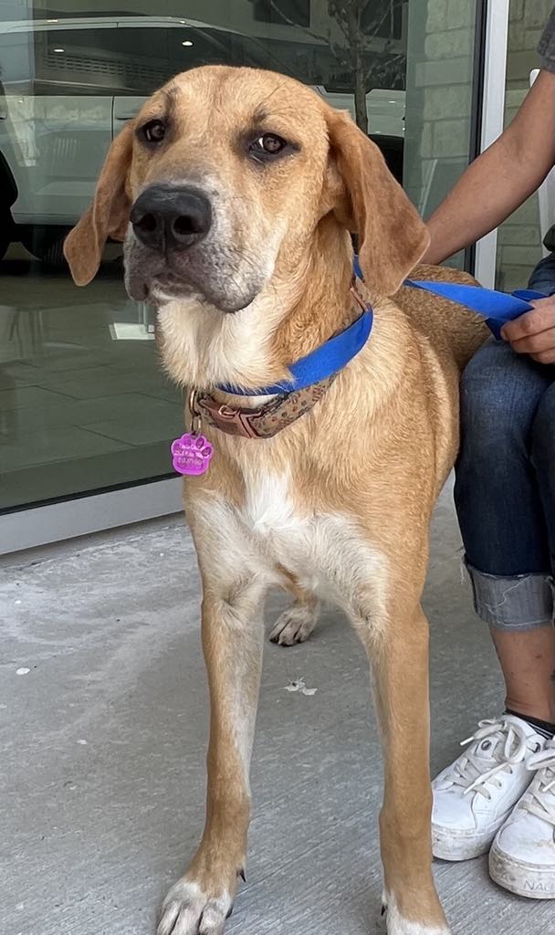 Cadbury, Adoptable, Young Female Hound & Terrier.