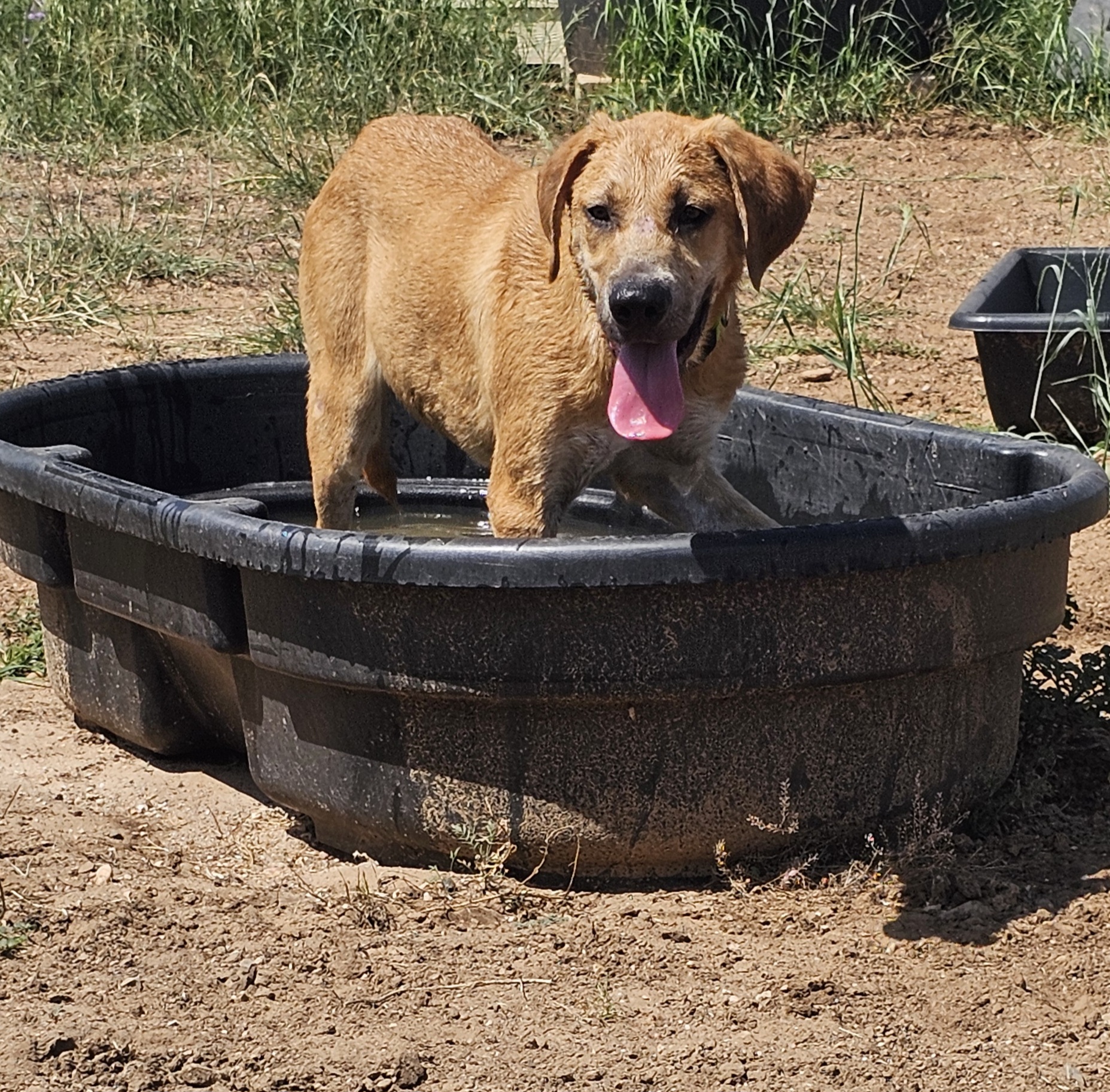 Cadbury, a Adoptable mixed breed in Weatherford, TX image 2/6