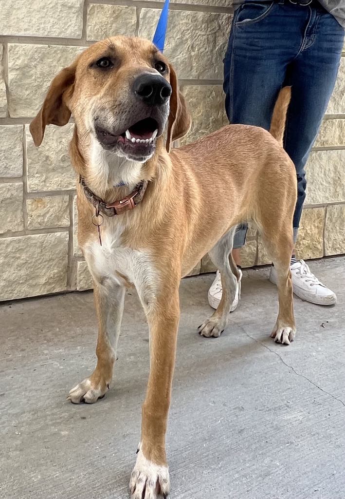 Cadbury, a Adoptable mixed breed in Weatherford, TX image 5/6