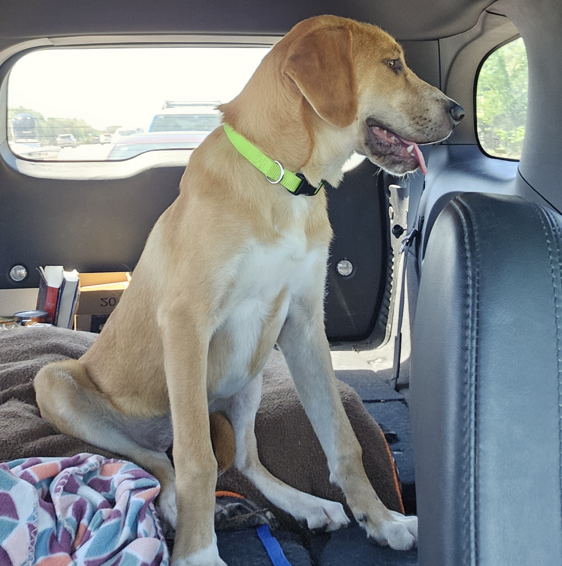 Cadbury, a Adoptable mixed breed in Weatherford, TX image 3/6