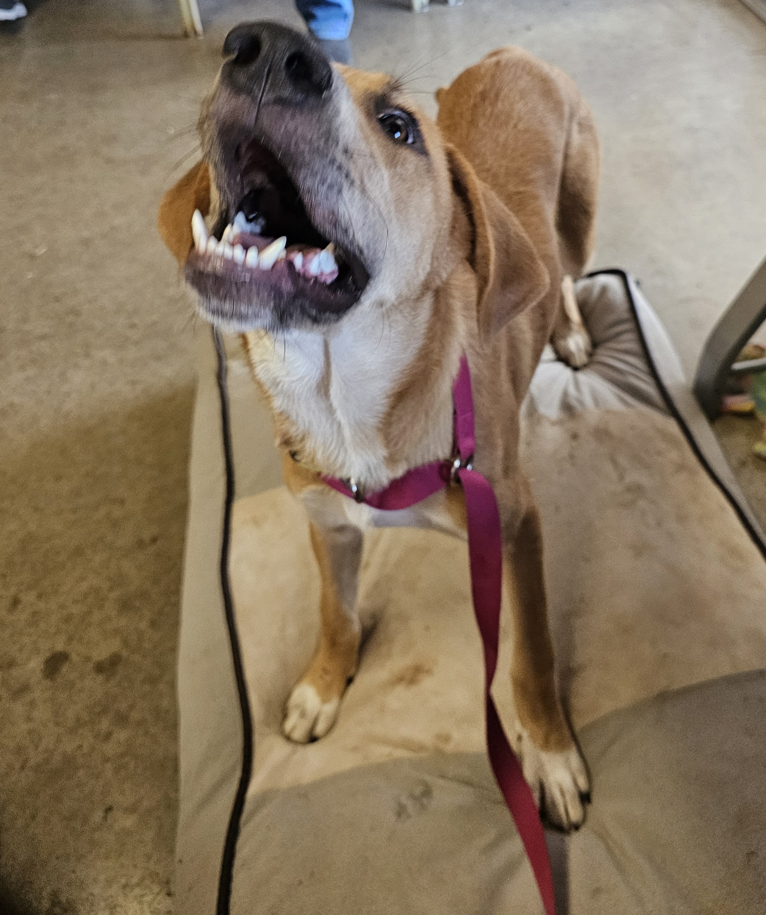 Cadbury, a Adoptable mixed breed in Weatherford, TX image 4/6