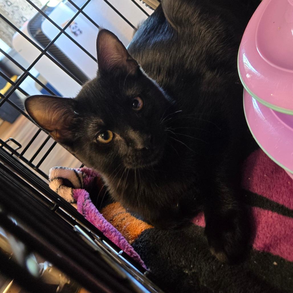 Relish, Adoptable, Kitten Female Domestic Short Hair.