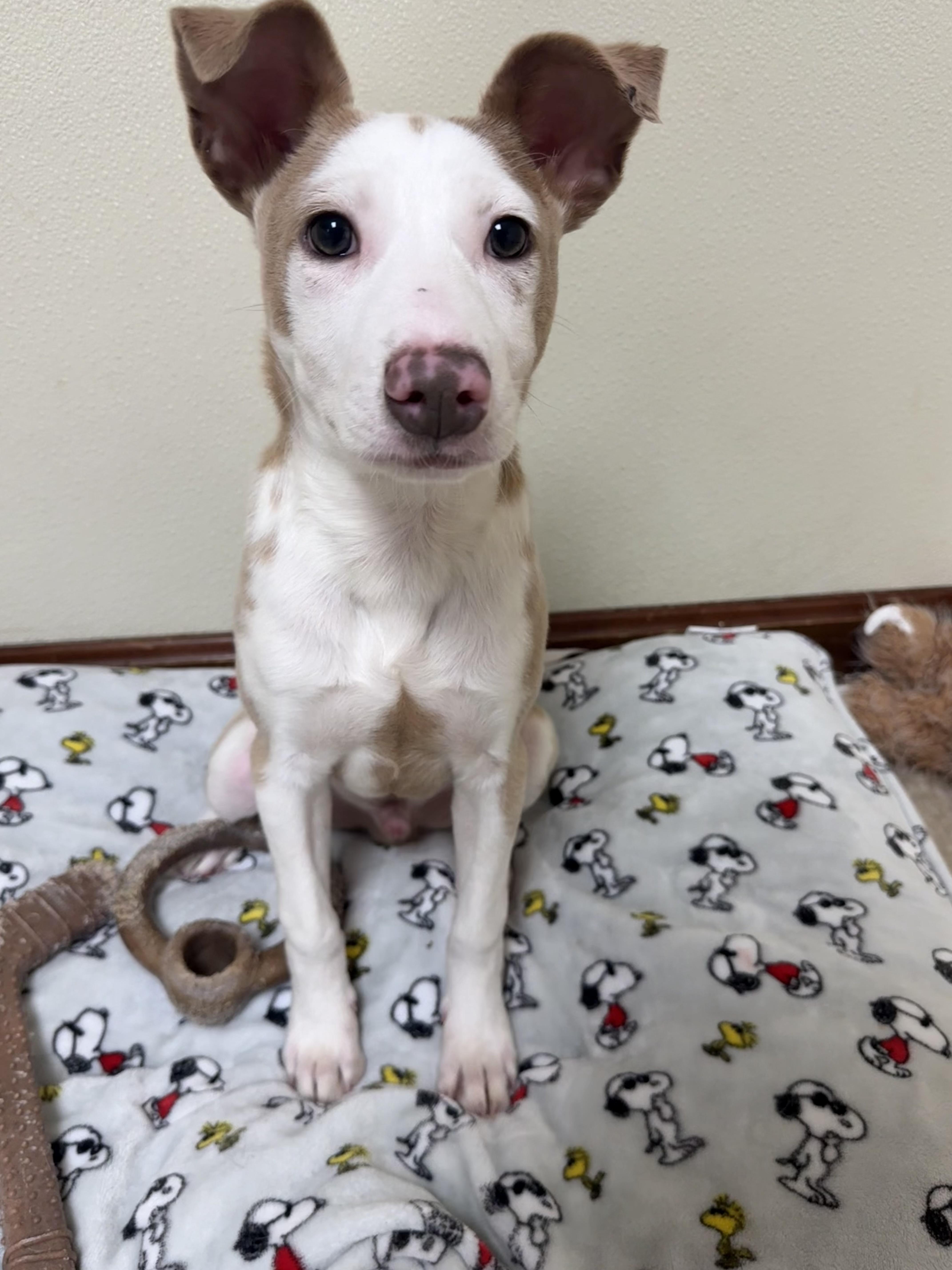 Enlarge Cash, a ADOPTABLE mixed breed in Douglas, MA image 4/6