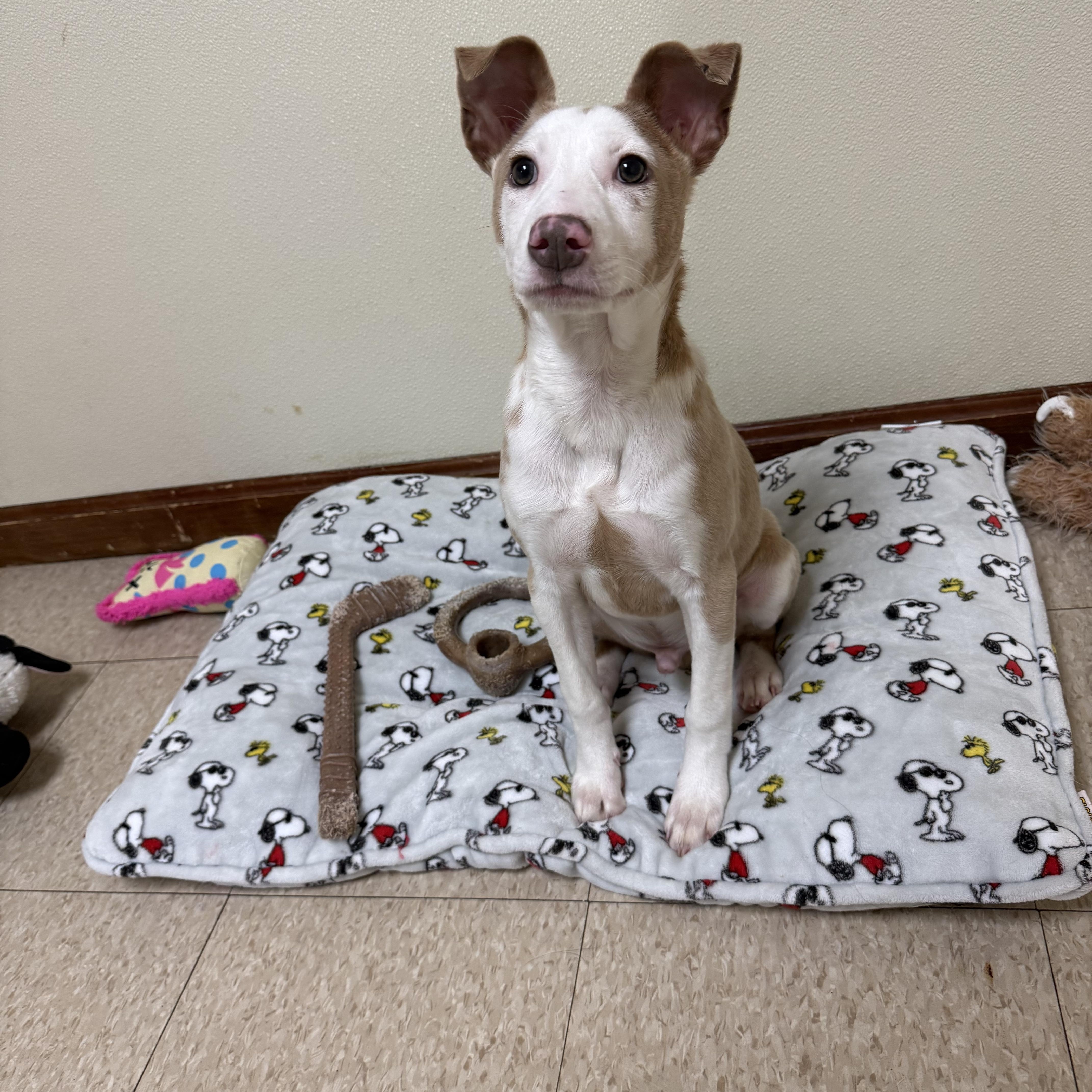 Cash, ADOPTABLE, Puppy Male Mixed Breed.