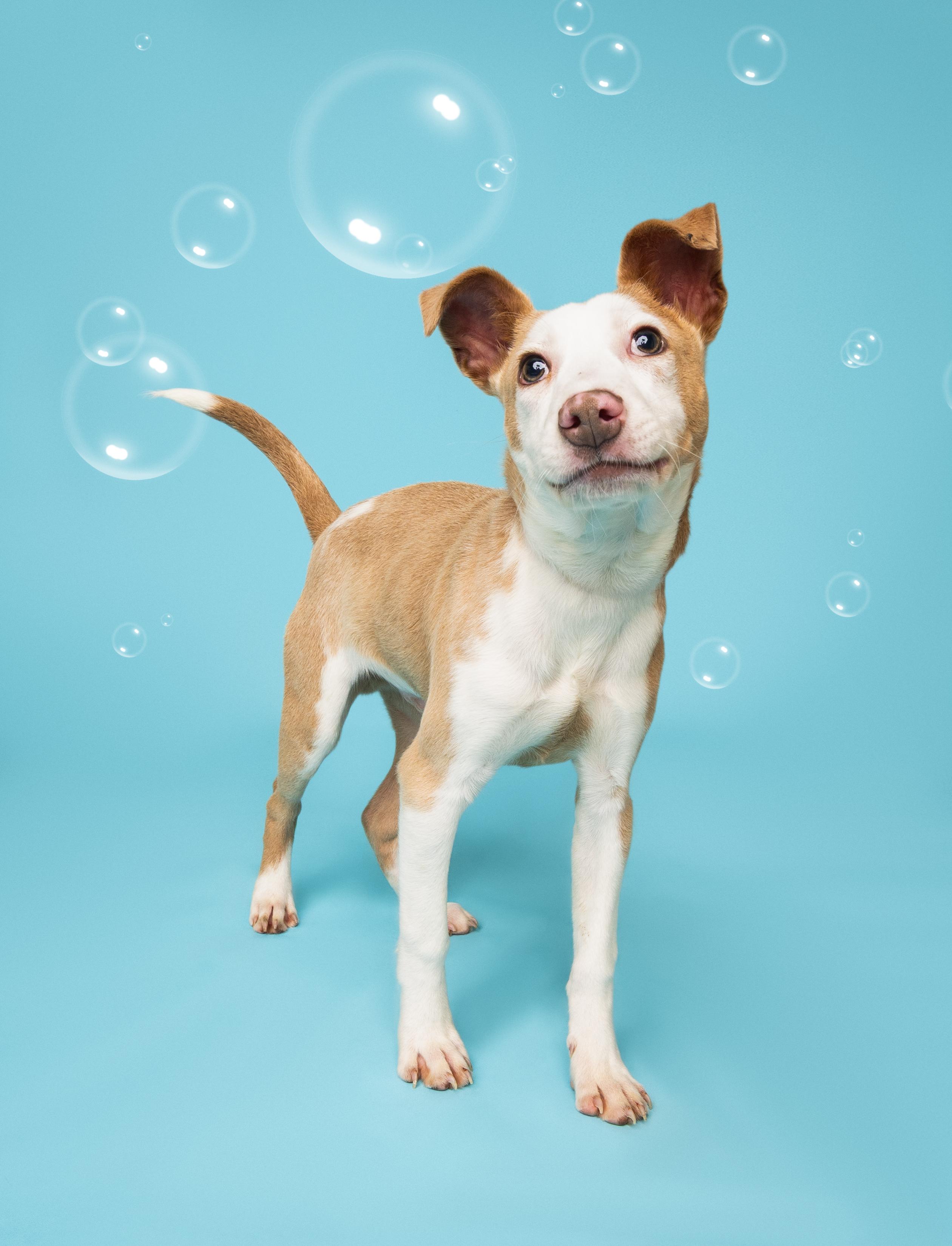 Enlarge Cash, a ADOPTABLE mixed breed in Douglas, MA image 6/6