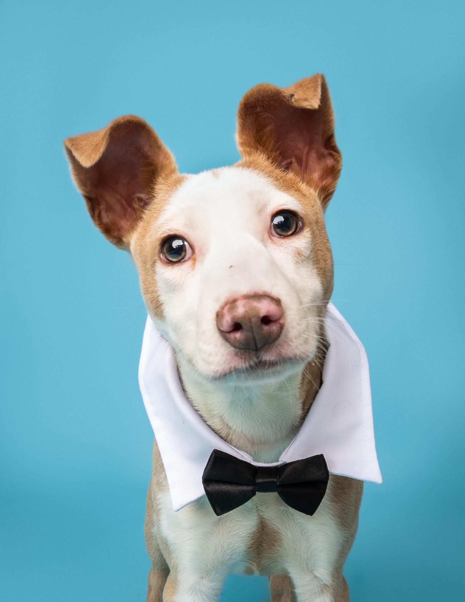 Enlarge Cash, a ADOPTABLE mixed breed in Douglas, MA image 1/6