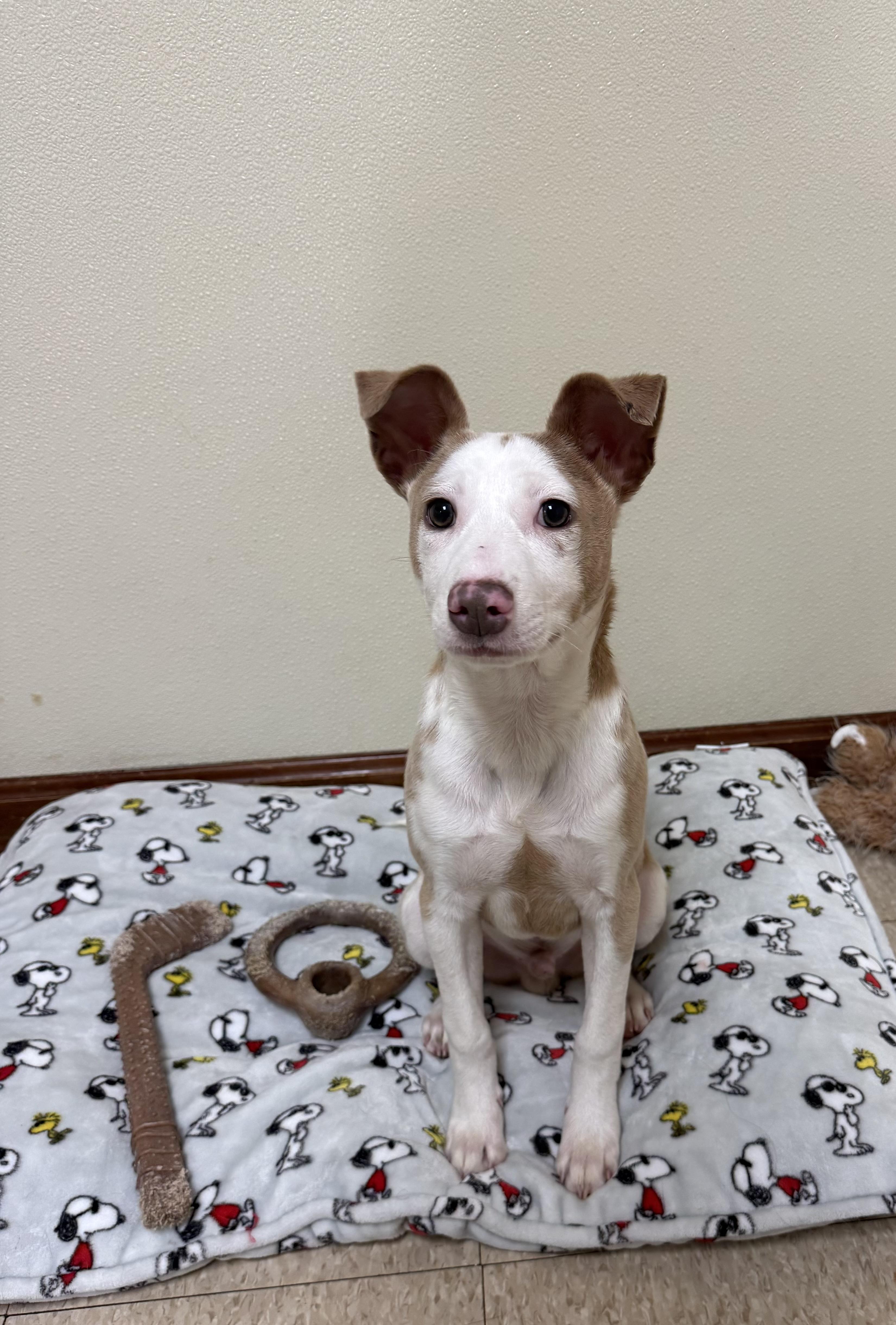 Enlarge Cash, a ADOPTABLE mixed breed in Douglas, MA image 3/6