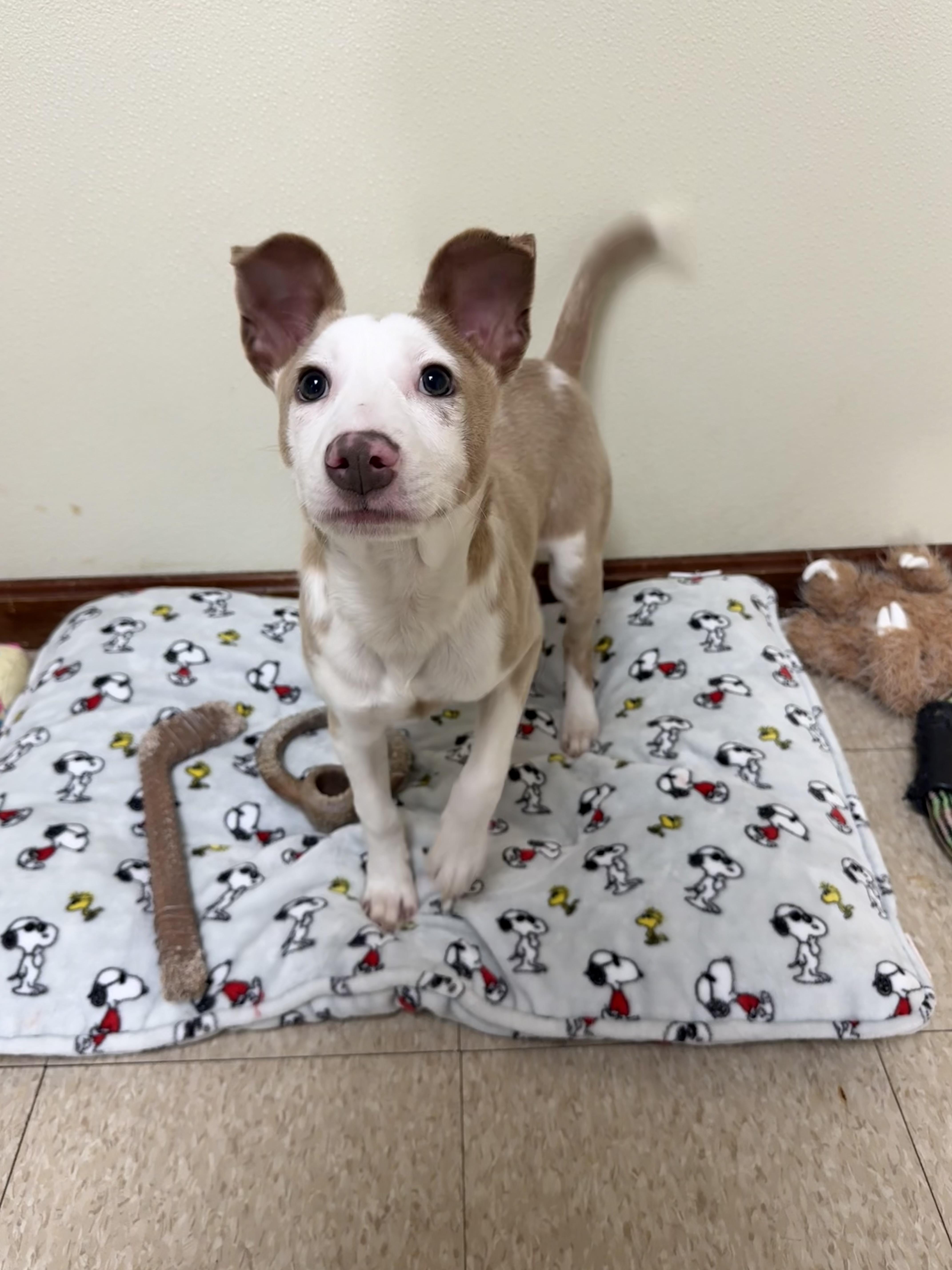 Enlarge Cash, a ADOPTABLE mixed breed in Douglas, MA image 5/6