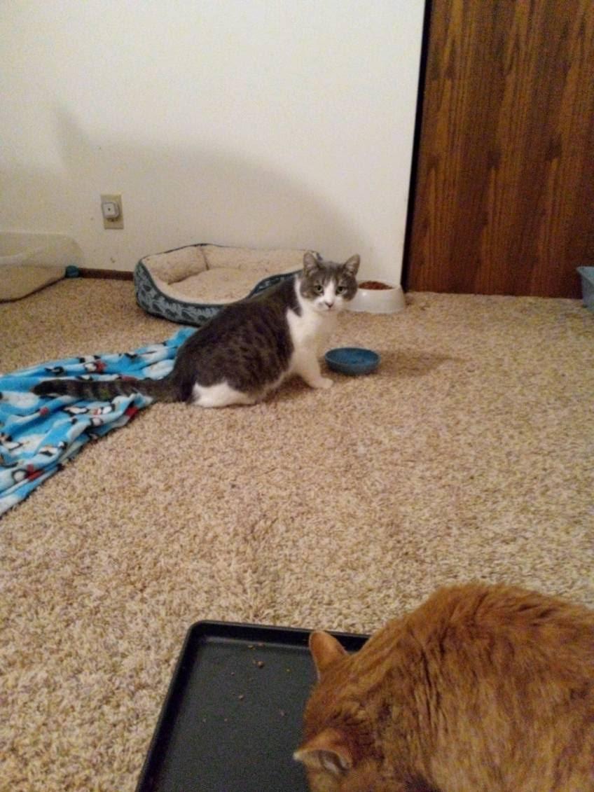 Dash, Adult Male Domestic Short Hair