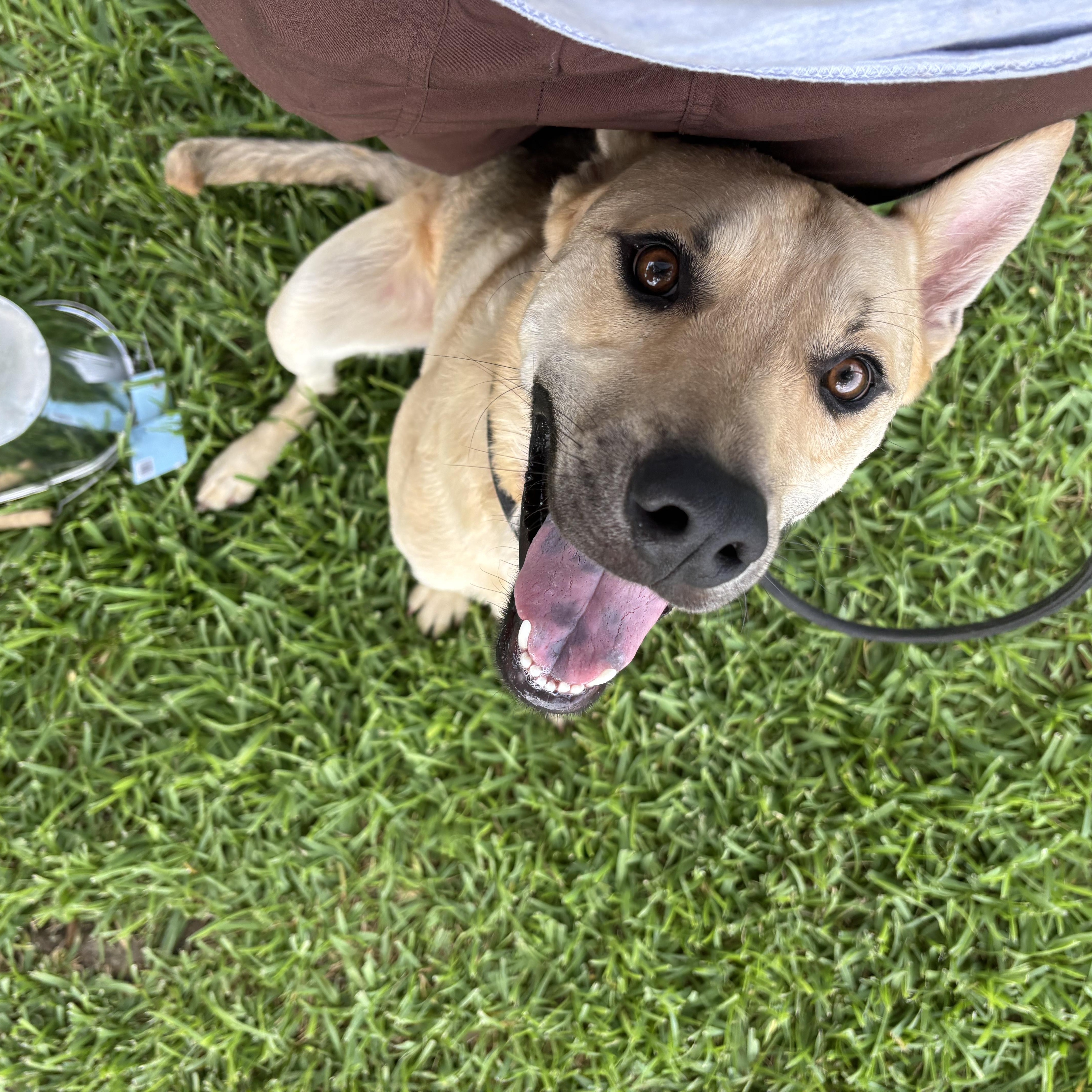 Enlarge Samwise, a Adoptable Mixed Breed in Danbury, CT image 3/5