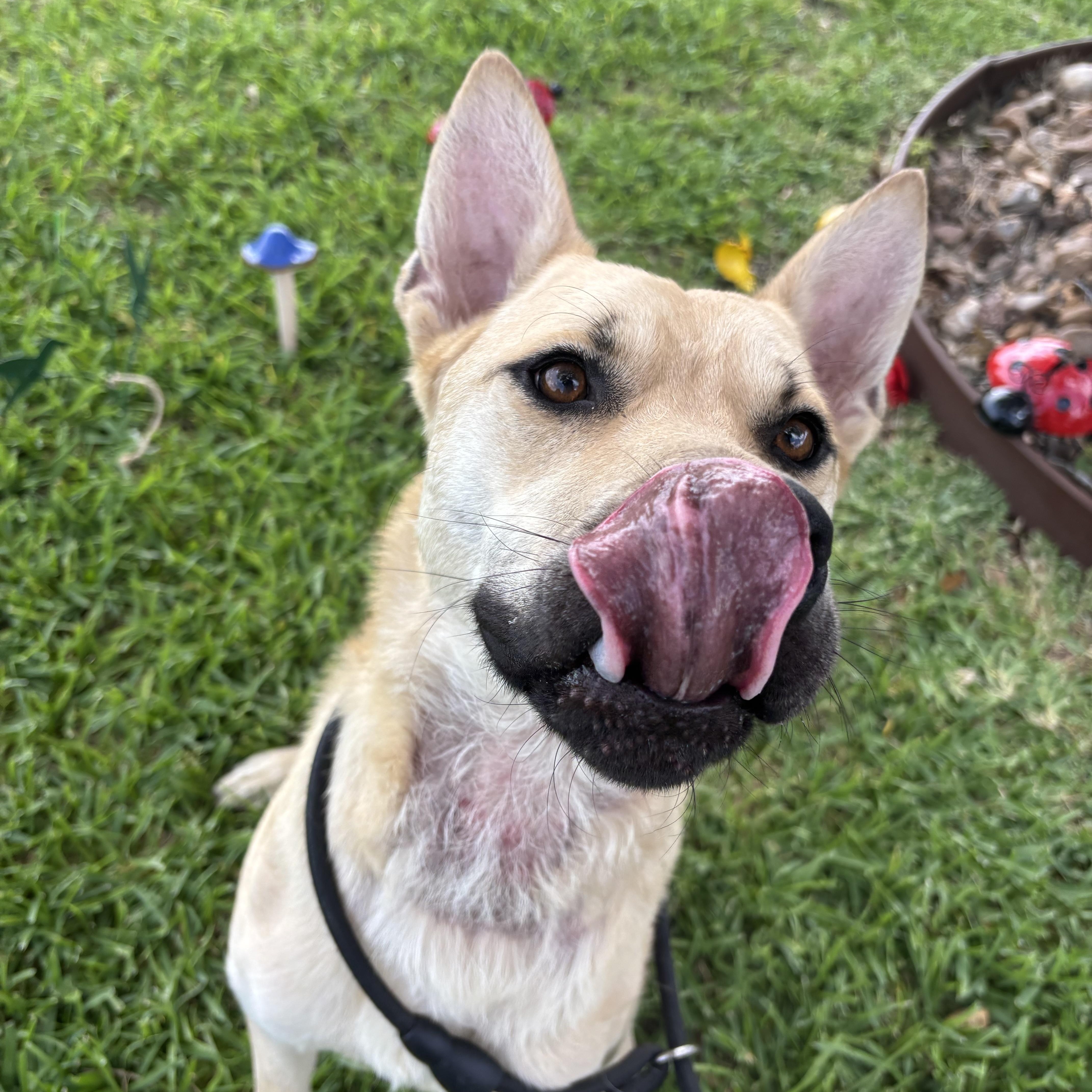 Enlarge Samwise, a Adoptable Mixed Breed in Danbury, CT image 4/5