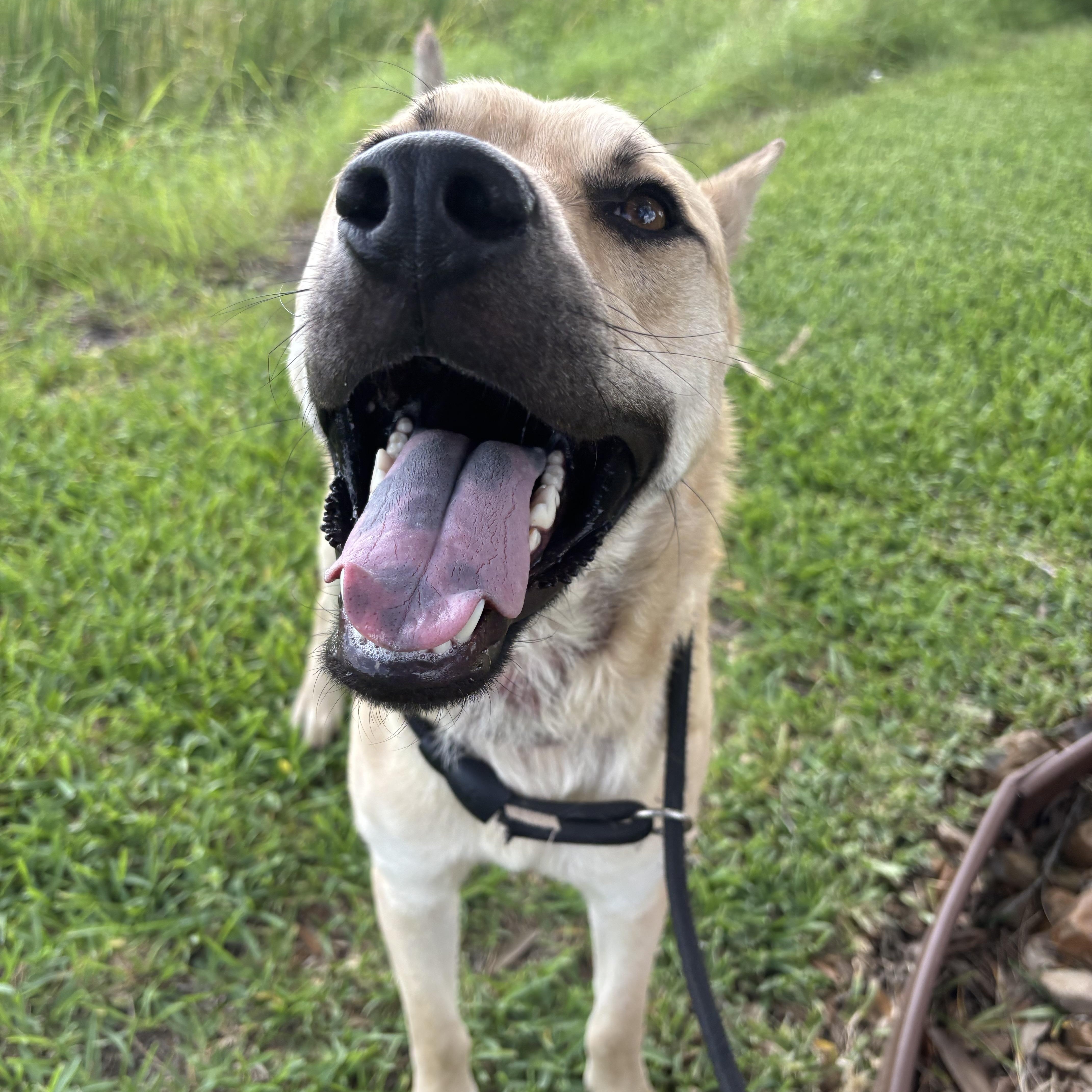 Enlarge Samwise, a Adoptable Mixed Breed in Danbury, CT image 5/5