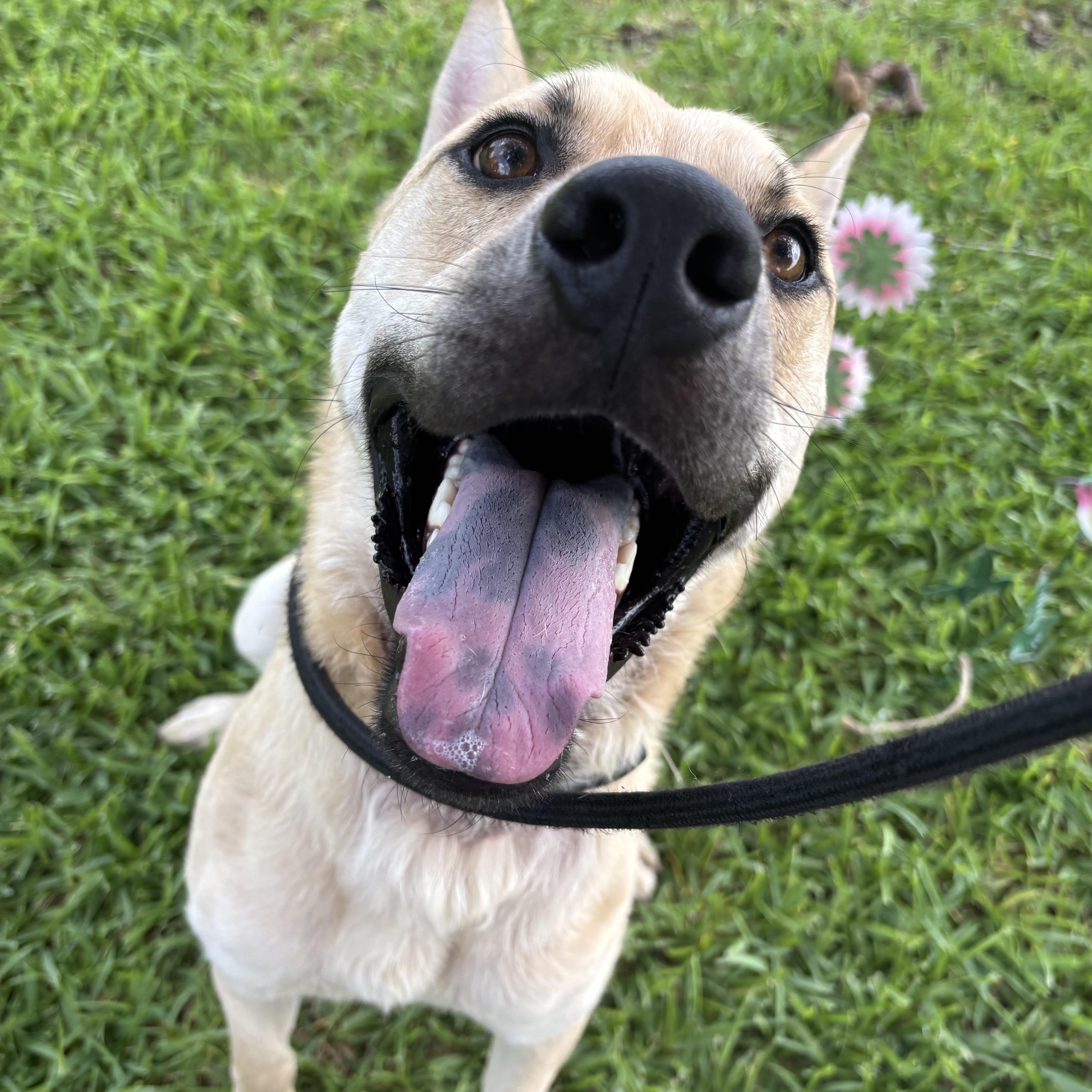 Samwise, Adoptable, Young Male Mixed Breed.
