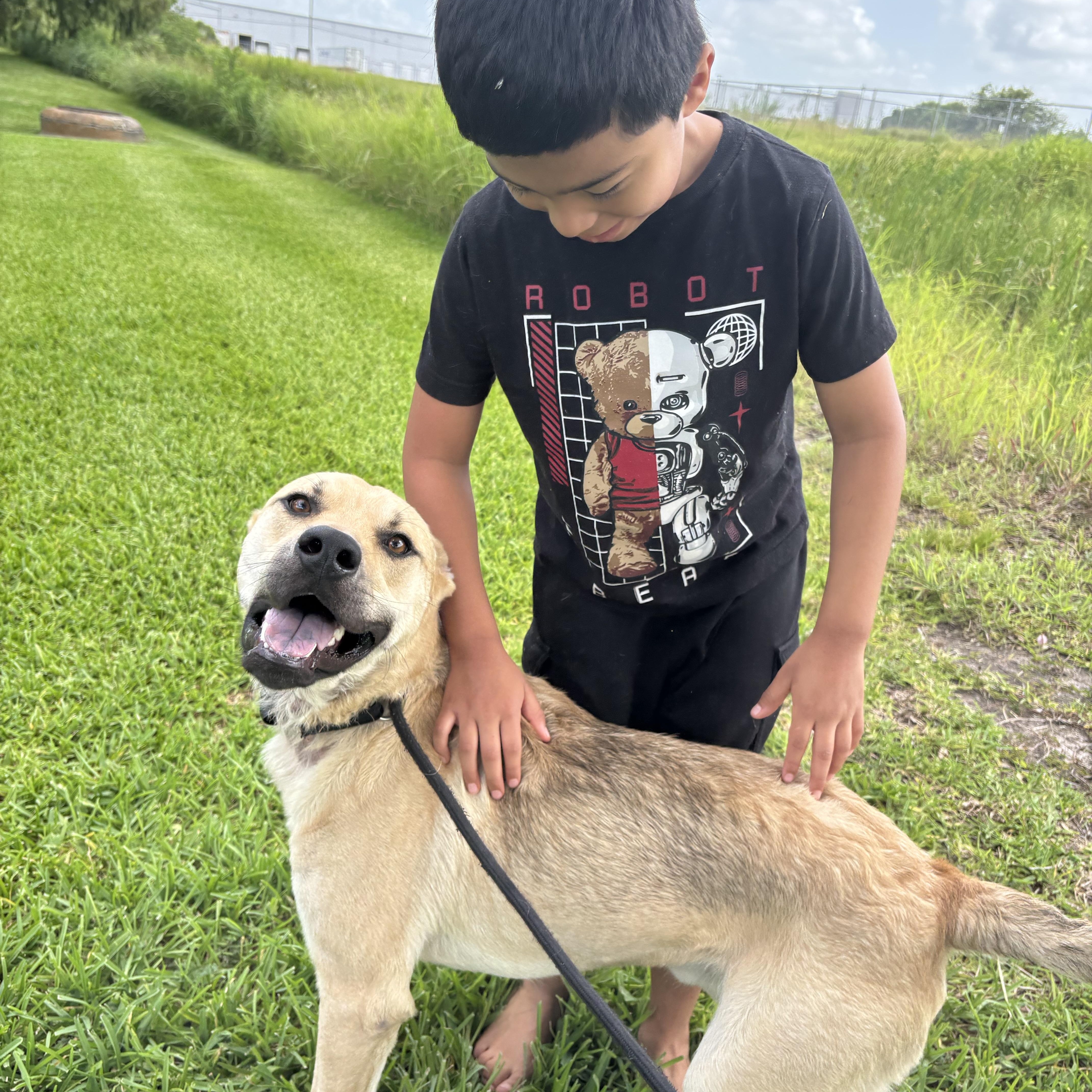 Enlarge Samwise, a Adoptable Mixed Breed in Danbury, CT image 2/5