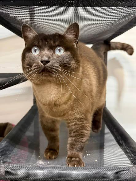 Enlarge DUNCAN, a Adopted Siamese in Madison, WI image 2/3