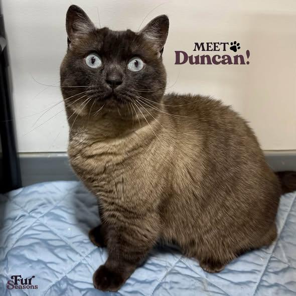 DUNCAN, Adopted, Adult Male Siamese.