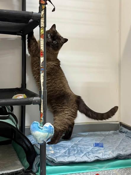 Enlarge DUNCAN, a Adopted Siamese in Madison, WI image 3/3