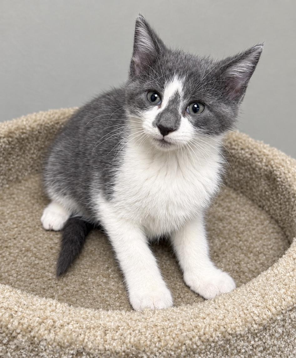 Edison, Adoptable, Kitten Male Domestic Short Hair.