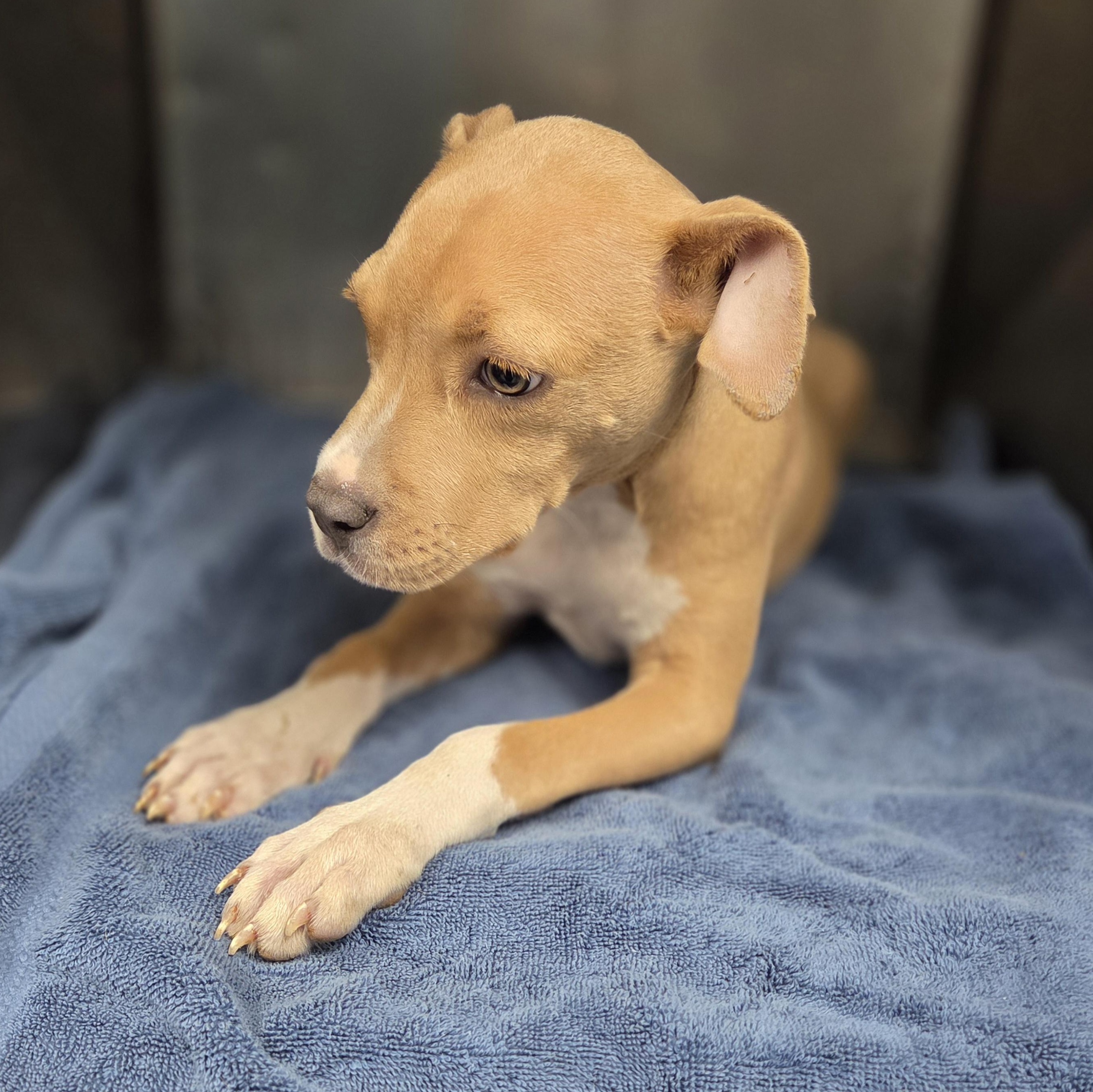 Kai, adopted, Young Female Pit Bull Terrier.