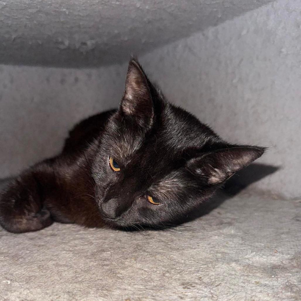 Enlarge Boo, a Adoptable Domestic Short Hair in Springfield, OH image 1/3