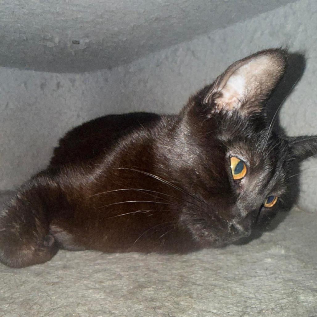 Enlarge Boo, a Adoptable Domestic Short Hair in Springfield, OH image 2/3