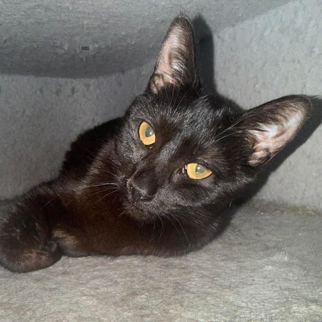 Enlarge Boo, a Adoptable Domestic Short Hair in Springfield, OH image 3/3