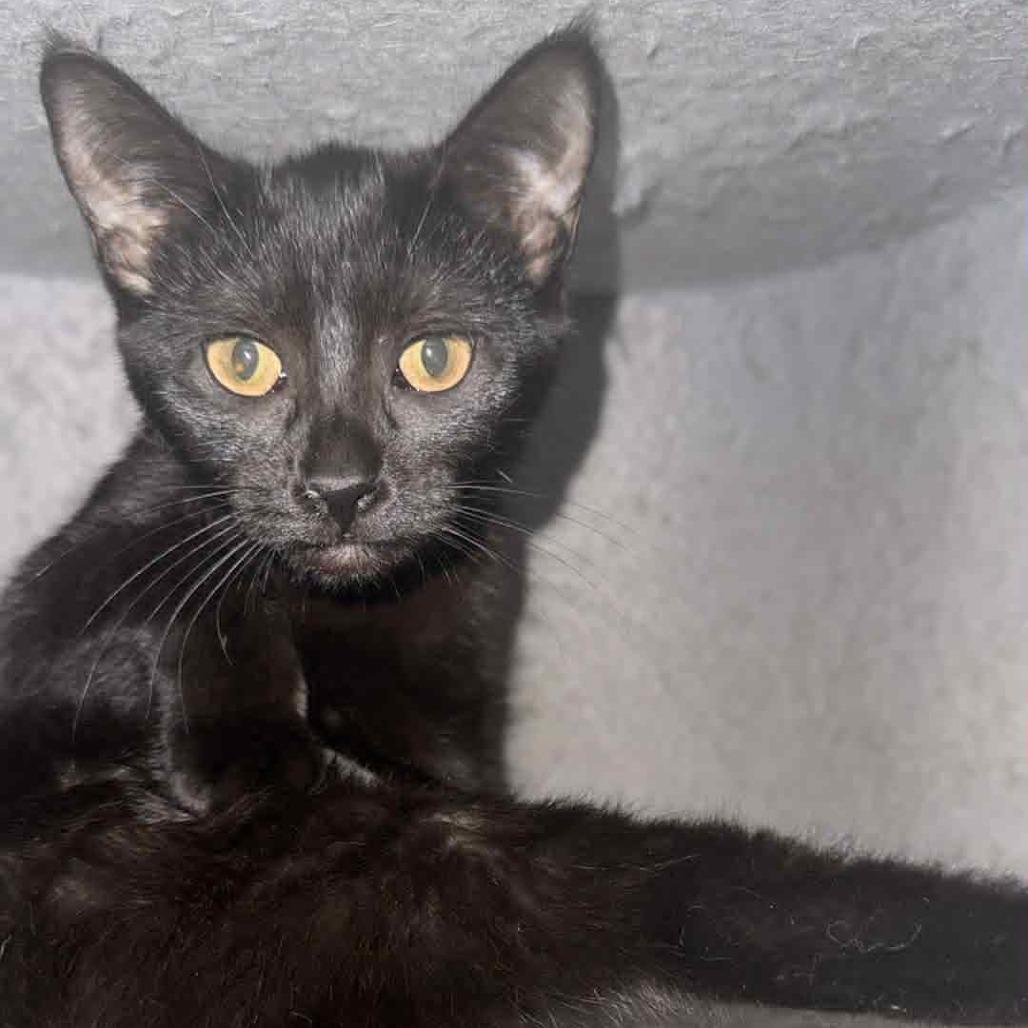 Boo, Adoptable, Young Female Domestic Short Hair.