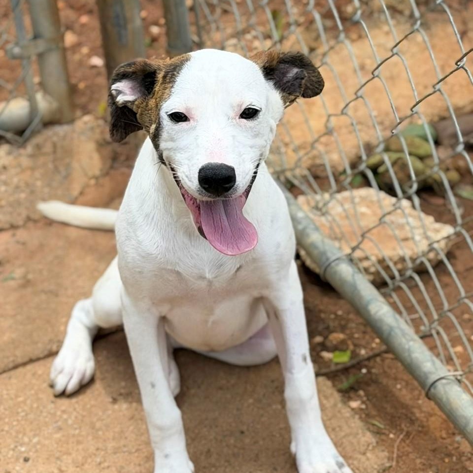 Enlarge Alecia, a ADOPTABLE mixed breed in Summerdale, AL image 1/1