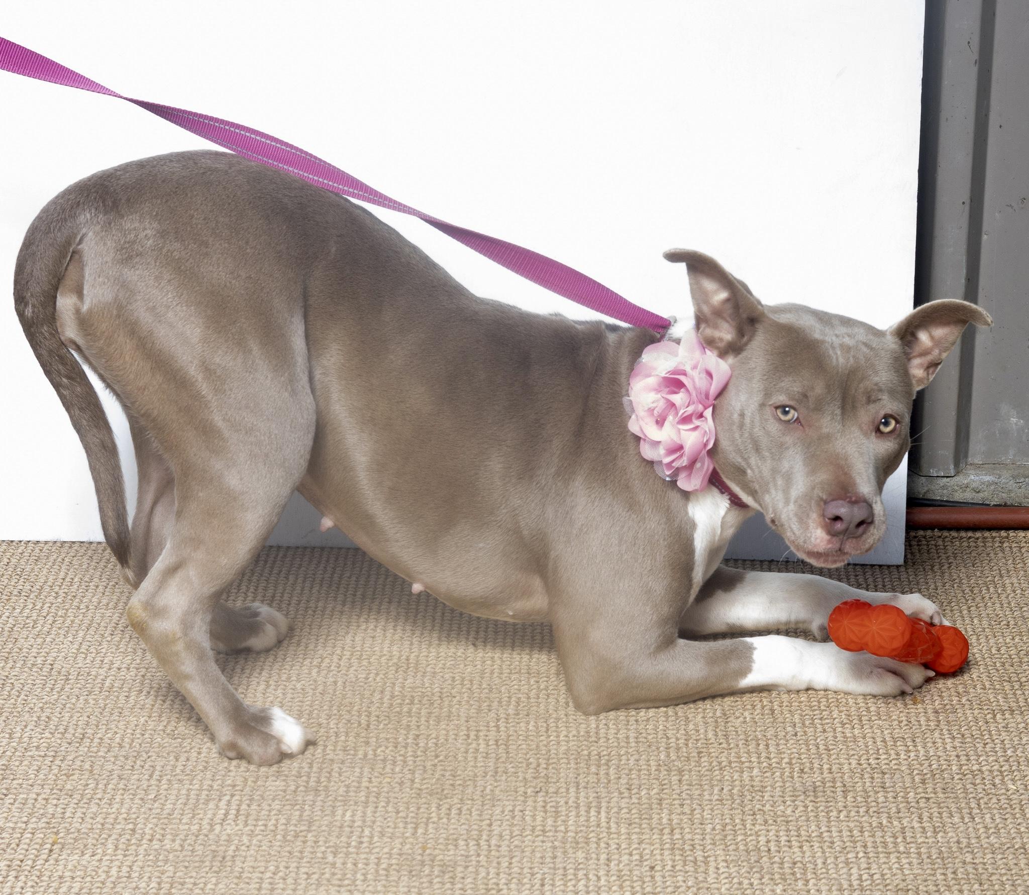 Riser, Adult Female Mixed Breed