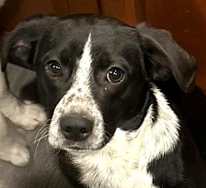 Dean, Adoptable, Young Male Pointer & Hound.