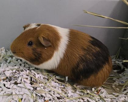 Squeaker, Adoptable, Young Male Guinea Pig & Guinea Pig.