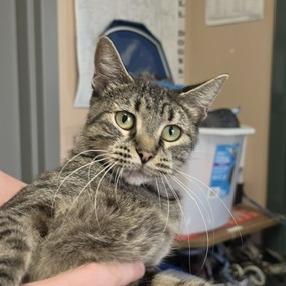 Lydia, Adoptable, Adult Female Domestic Short Hair.
