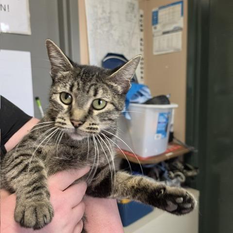 Enlarge Lydia, a Adoptable Domestic Short Hair in Downers Grove, IL image 2/3