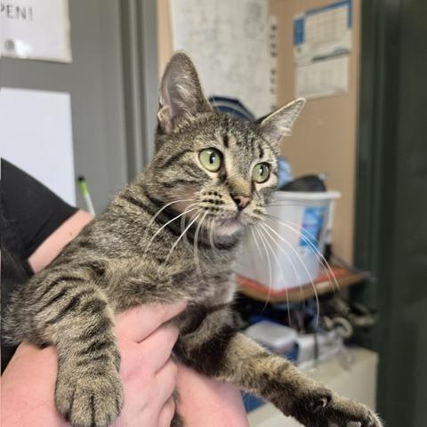 Enlarge Lydia, a Adoptable Domestic Short Hair in Downers Grove, IL image 3/3