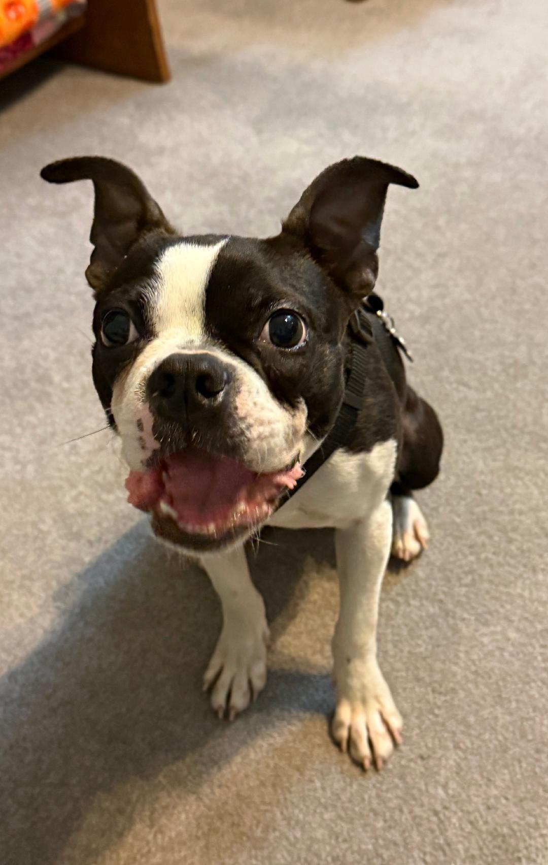 Enlarge Ravioli - Pending, a ADOPTABLE Boston Terrier in Kansas City, MO image 3/6