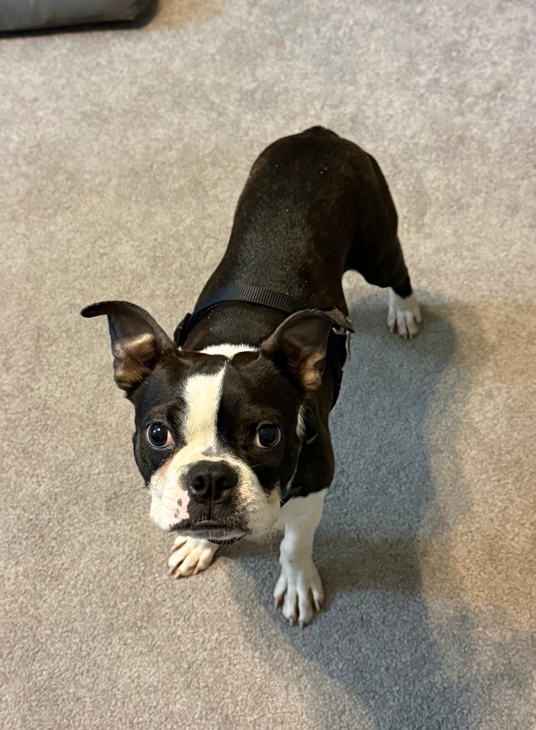 Enlarge Ravioli - Pending, a ADOPTABLE Boston Terrier in Kansas City, MO image 4/6