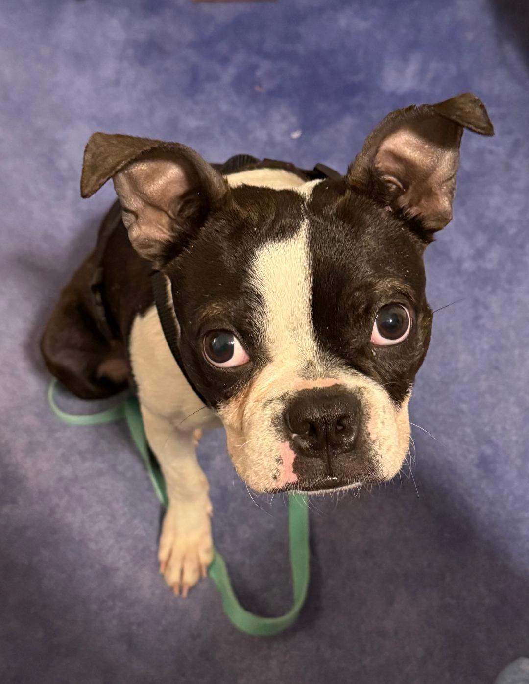 Ravioli - Pending, ADOPTABLE, Young Male Boston Terrier.