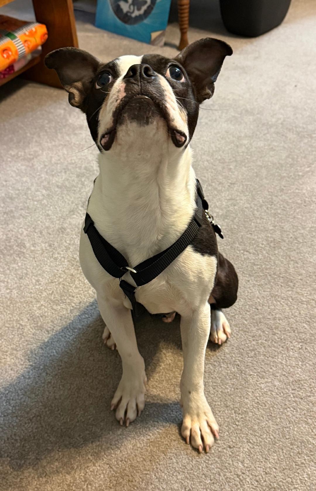 Enlarge Ravioli - Pending, a ADOPTABLE Boston Terrier in Kansas City, MO image 5/6