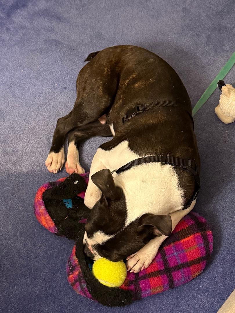 Enlarge Ravioli - Pending, a ADOPTABLE Boston Terrier in Kansas City, MO image 6/6