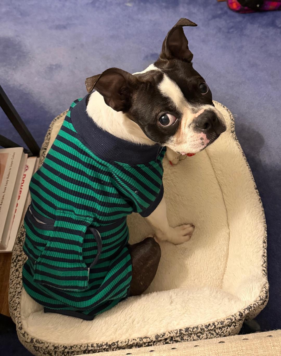 Enlarge Ravioli - Pending, a ADOPTABLE Boston Terrier in Kansas City, MO image 2/6