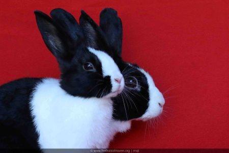 Enlarge Sierra and Sami (bonded pair), a Adoptable Dutch in Scotts Valley, CA image 1/1