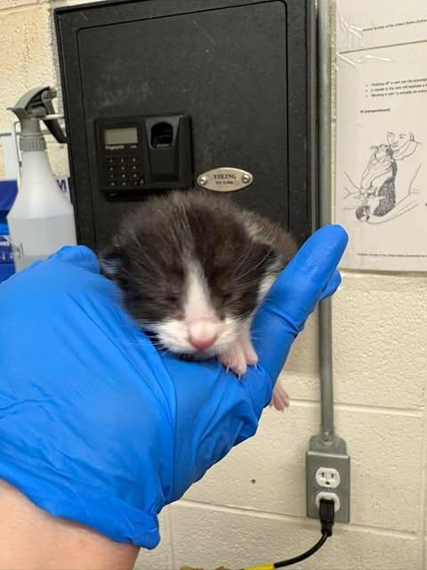 Vaermina, Adoptable, Kitten Male Domestic Short Hair.