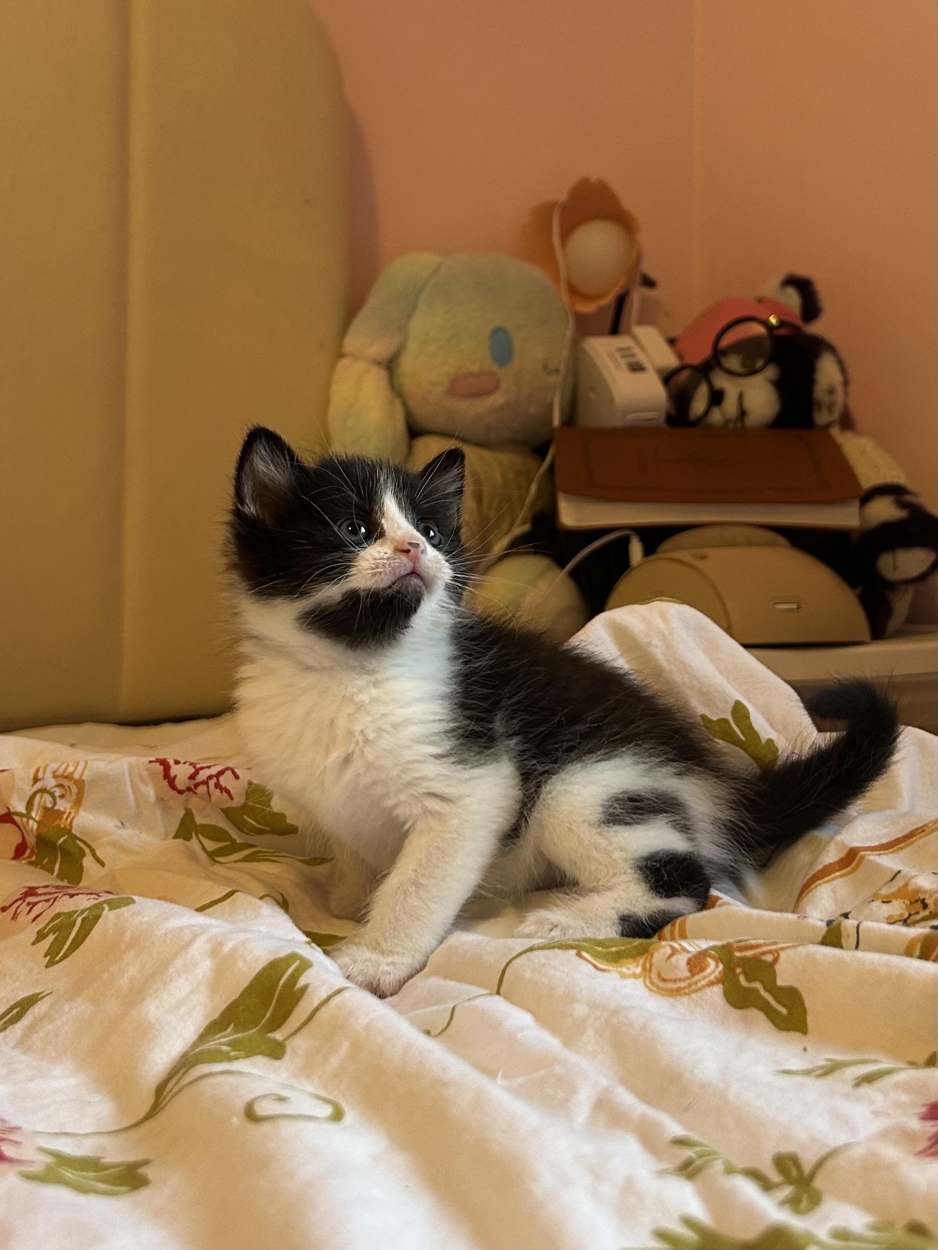 Vaermina, a Adoptable Domestic Short Hair in Fruit Heights, UT image 2/3