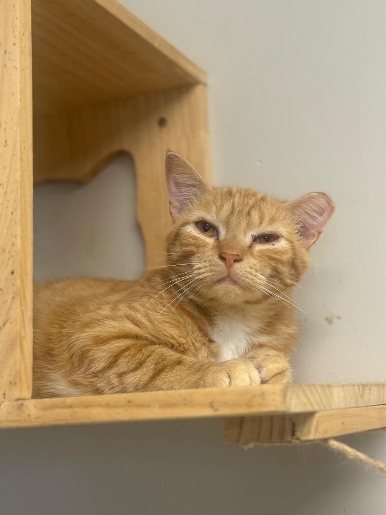 Magneto, Adoptable, Young Male Domestic Short Hair.