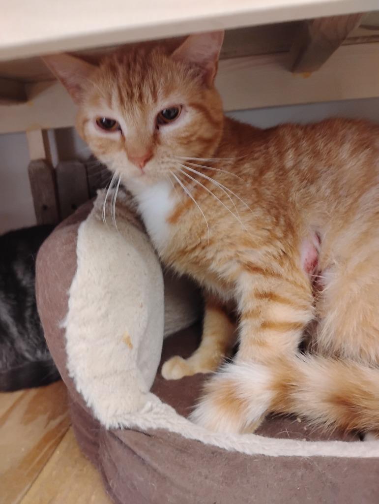 Enlarge Magneto, a Adoptable mixed breed in North Vernon, IN image 2/2