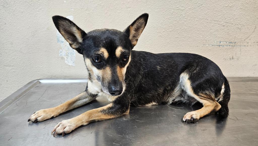 Laila, Adoptable, Adult Female Chihuahua.