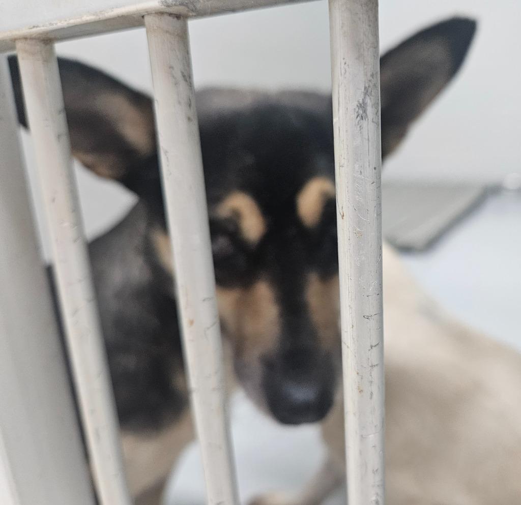 Laila, a Adoptable mixed breed in Mocksville, NC image 2/2