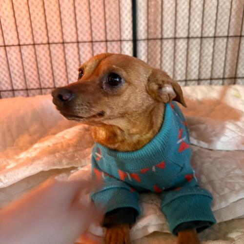 Michael, Adoptable, Adult Male Miniature Pinscher & Miniature Dachshund.